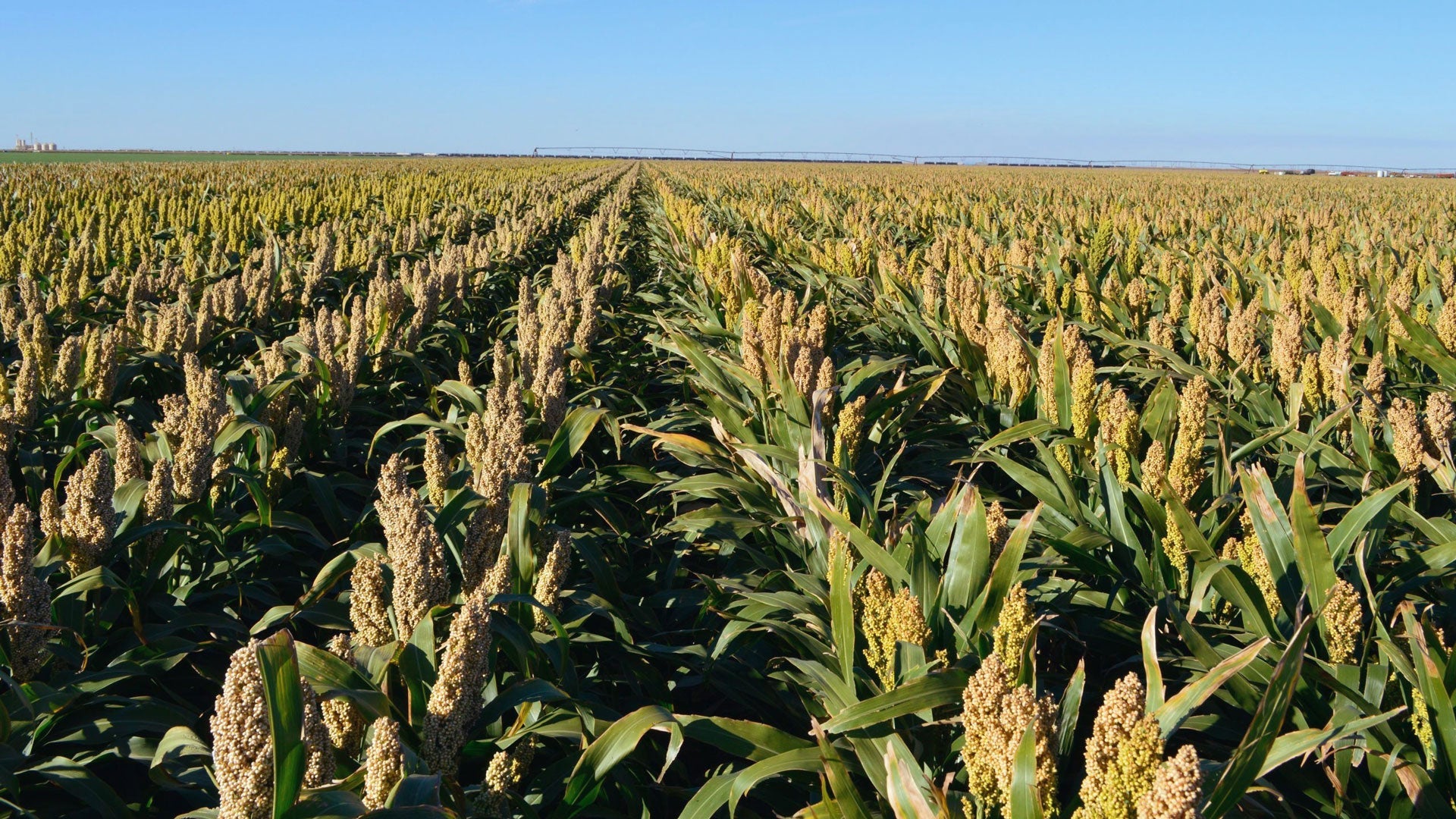 A field of sorghum against a blue sky
