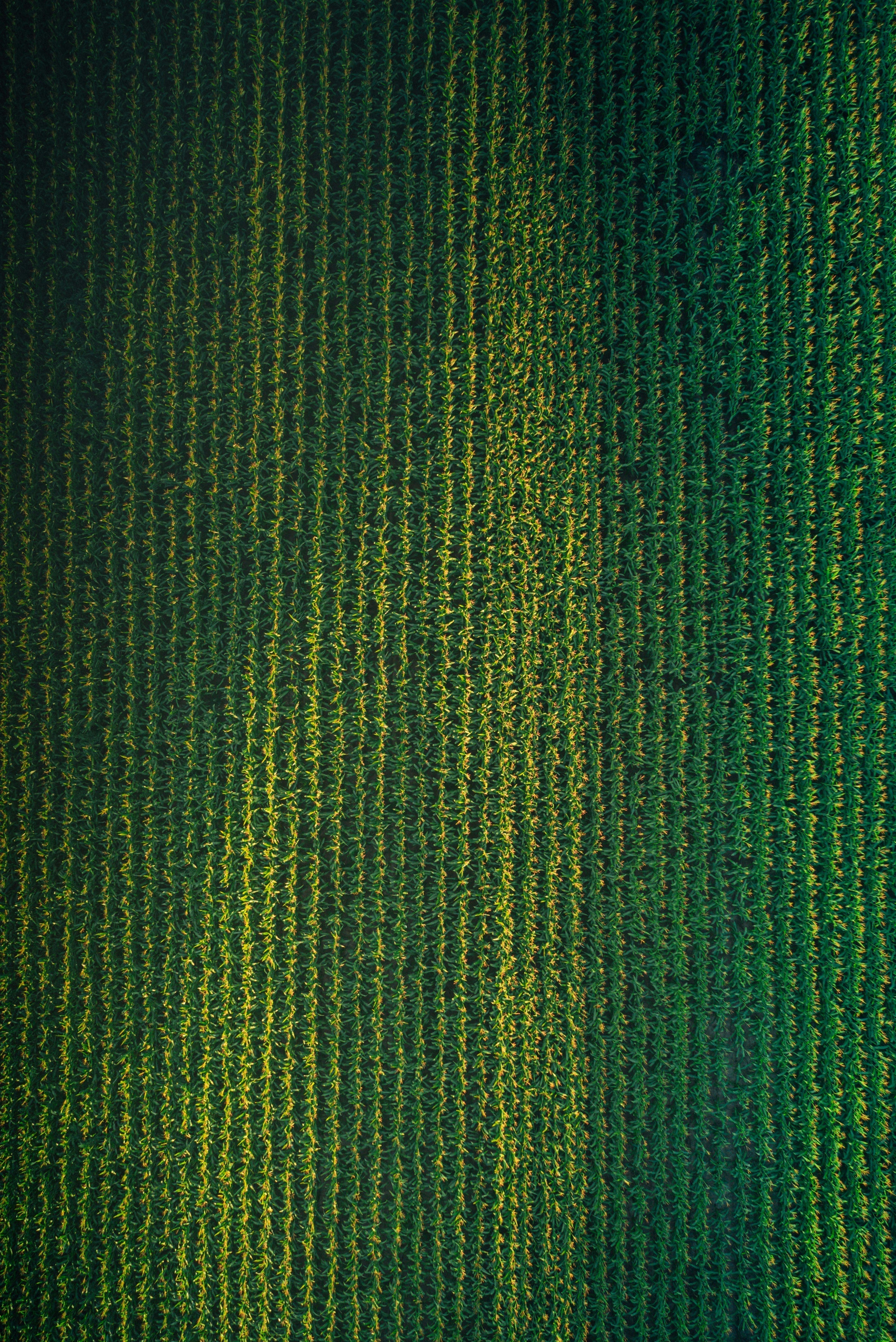 A birds-eye view of a green field